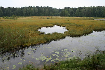 Image showing Wetland