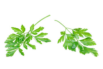 Image showing Fresh Parsley Isolated on white  background