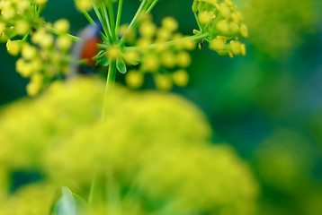 Image showing Beautiful   green - yellow  abstract background. Blur colors 