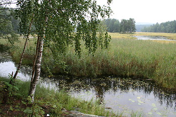 Image showing Wetland