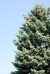 Image showing Blue spruce on the blue  sky background