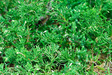 Image showing evergreen juniperus  sabina 