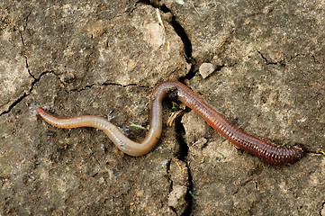 Image showing big earthworm in the earth 