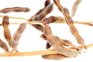 Image showing Soy Beans isolated on white background