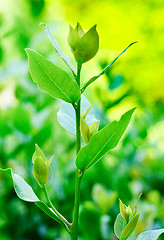 Image showing a young branch of laurel on a green background