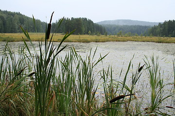 Image showing Bullrush