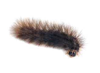 Image showing Caterpillars  isolated  on a  white background