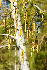 Image showing Spring birch buds