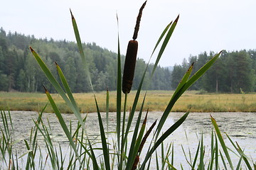 Image showing Bullrush