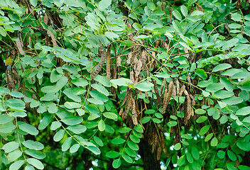 Image showing Pods and leaves of the acacia on the natural background 