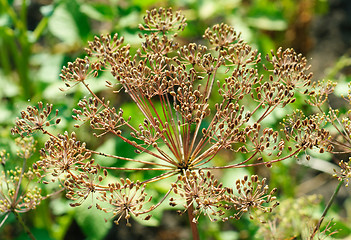 Image showing fennel seeds in the garden