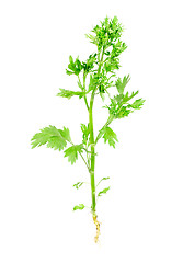 Image showing anise ordinary  with root isolated on white background. Studio macro 