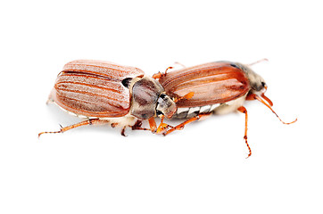 Image showing Two May-bug also cockchafe ,tree beetle, (Melontha Vulgaris) isolated on the white background 