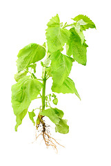 Image showing Orach plant (Atriplex nitens Schkuhr) isolated on white