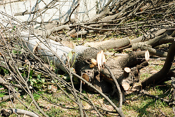 Image showing The tree was cut down in the city