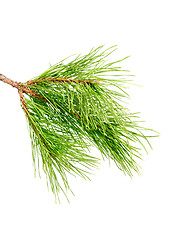 Image showing Pine branch  on a white background 