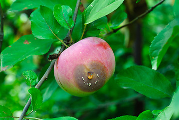 Image showing red rotten  apple  and green  leaves on a branch.