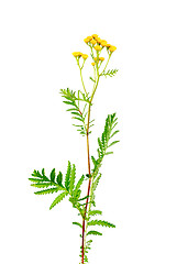 Image showing Tansy (Tanacetum vulgare) isolated on white background 