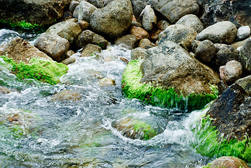 Image showing Stones with algae on the seashore. Shot of nature 