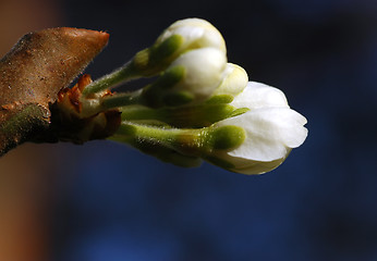 Image showing Plum Flower # 01