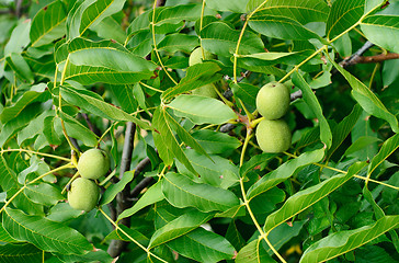 Image showing Greek nuts still have not ripened on the tree 