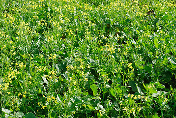 Image showing flourishing field of yellow rape as a background