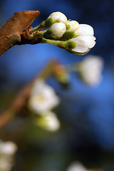 Image showing Plum Flower # 02