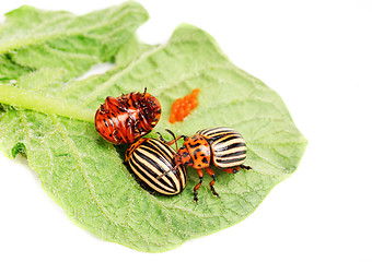 Image showing ?hree Colorado potato beetle on a leaf  isolated  on  white