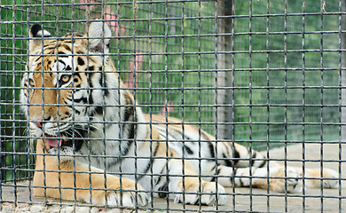 Image showing tiger in metal cage, close-up 