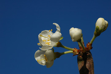 Image showing Plum Flower # 03