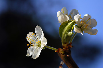 Image showing Plum Flower # 04