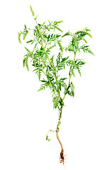 Image showing Ragweed plant with root isolated on white background, common allergen 