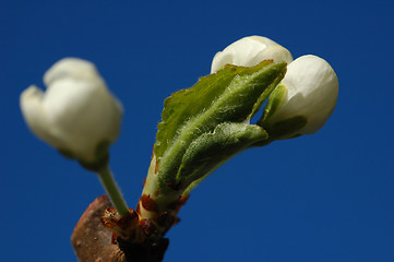 Image showing Plum Flower # 05