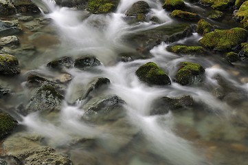 Image showing Muir Woods