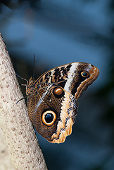Image showing Owl Buterfly