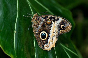 Image showing Owl Buterfly