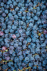 Image showing Grapes