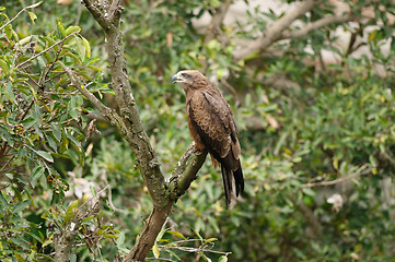 Image showing Black Kite