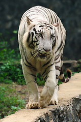 Image showing white tiger