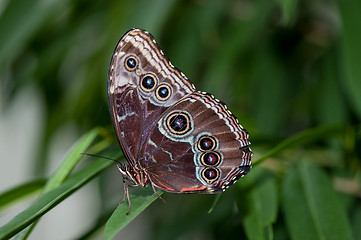 Image showing Blue Morpho