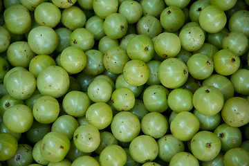 Image showing Gooseberry