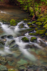 Image showing Muir Woods