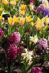 Image showing Spring Flowers