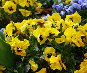 Image showing Spring Flowers