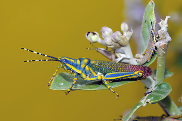Image showing painted grasshopper
