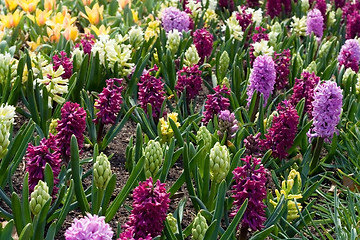 Image showing Spring Flowers