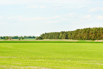 Image showing Spring  ukrainian Landscape.  