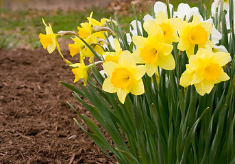 Image showing Daffodils