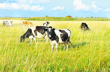 Image showing Cows grazing in a meadow. Summer sunny day