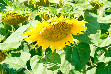 Image showing Sunflower close up 